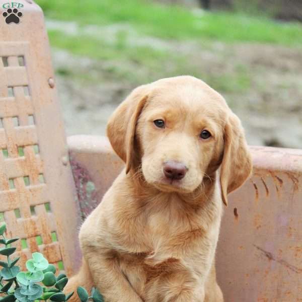 Luna, Labradoodle Puppy